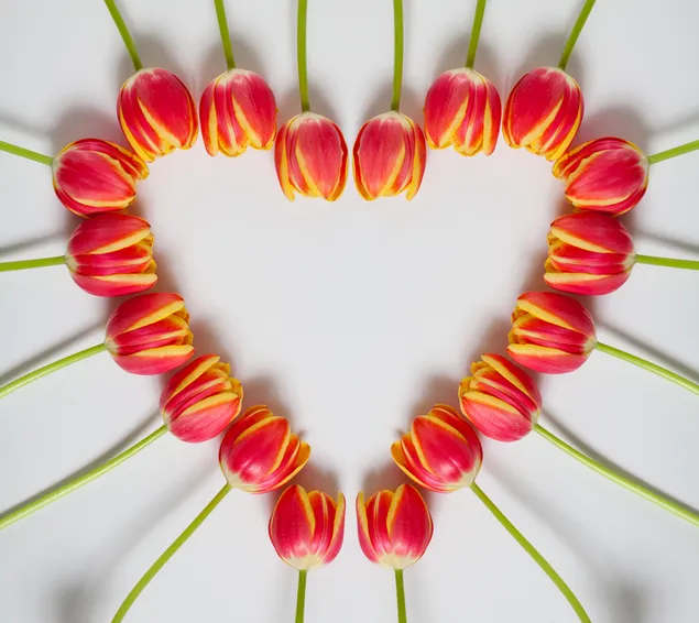 Hjerte af orange tulipaner download