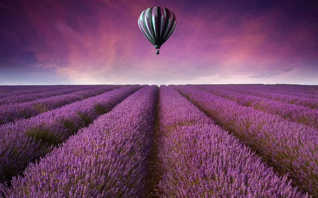 Heißluftballon über Lavendelfeld