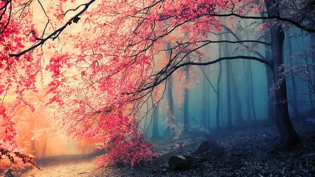 Herbst im nebligen Wald