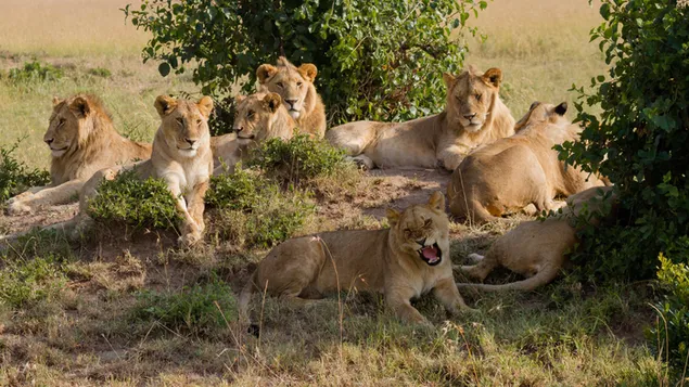 Herde von Löwen 4K Hintergrundbild