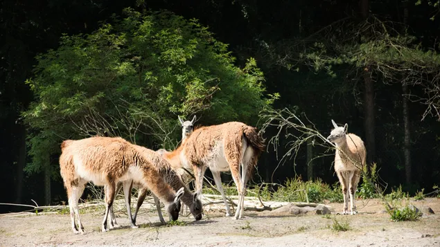 Herd Llamas, stoppen fir Iessen 4K Tapeten
