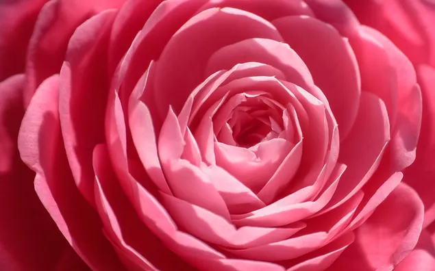 Hermosa rosa rosa de cerca
