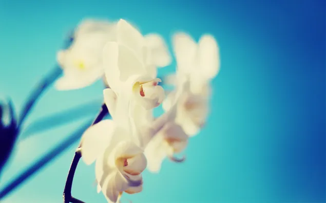 Hermosa vista de la orquídea blanca