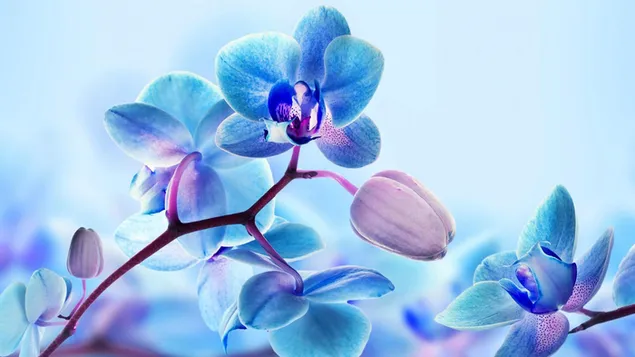 Hermosa vista de orquídeas azules