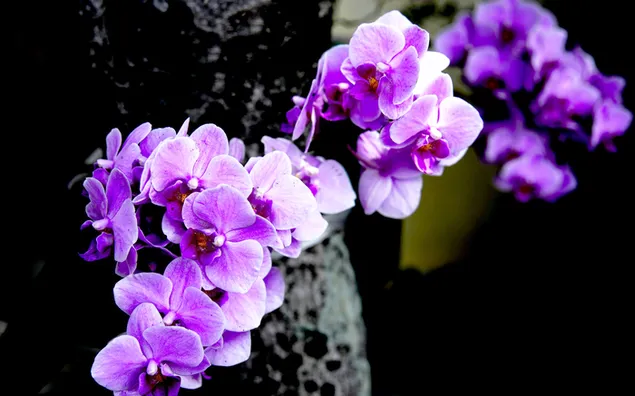 Hermosa vista de orquídeas lilas