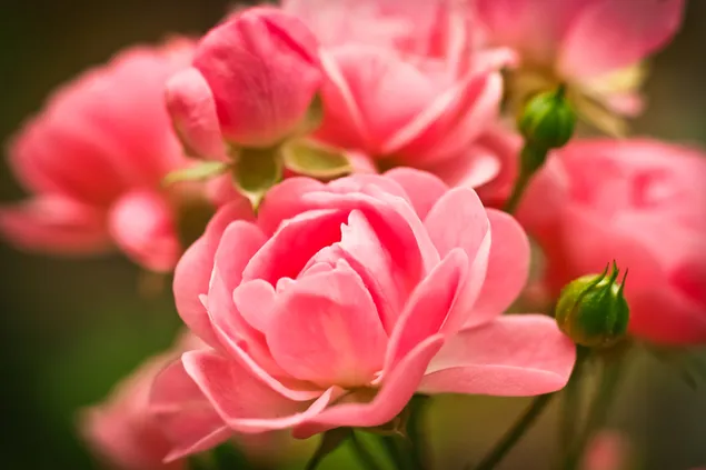 Hermosas rosas rosadas de cerca