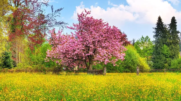 Hermoso paisaje de flores de primavera descargar