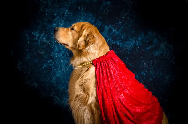 Héroe perro dorado vestido con una capa roja. 2K fondo de pantalla