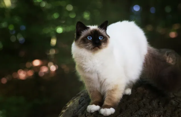 Himalaya-kat met blauwe ogen download