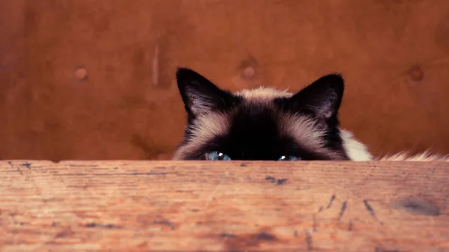 Gato del Himalaya escondido 4K fondo de pantalla