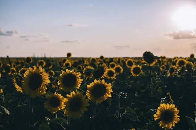Hintergrund des Sonnenblumenfeldes herunterladen