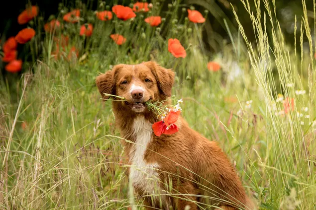 หมาสีน้ำตาลหวานกับดอกไม้สีแดง