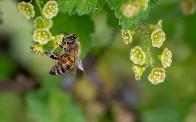 insecte de l'abella de la mel baixada