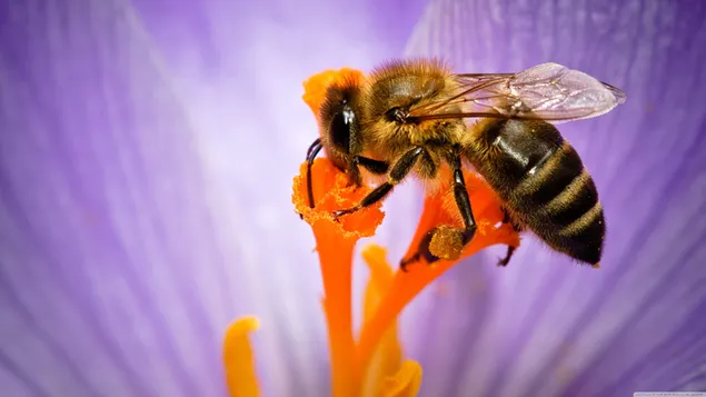 Lebah madu unduhan