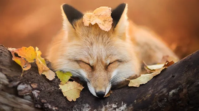 紅葉で眠りに落ちたかわいいキツネ ダウンロード
