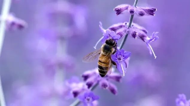 Honigbiene, die Pollen isst