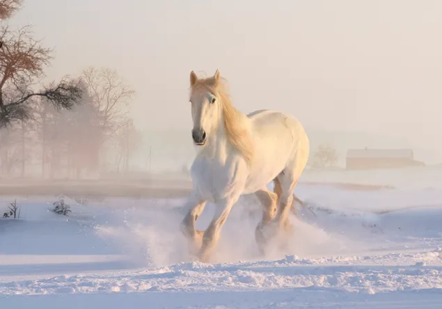 paard loopt op sneeuw 4K achtergrond