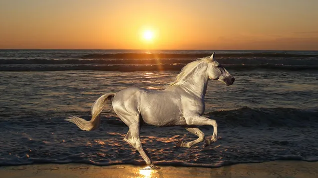 Hest løber på stranden download
