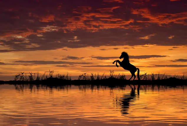 Paard silhouet poseren op het meer bij zonsondergang