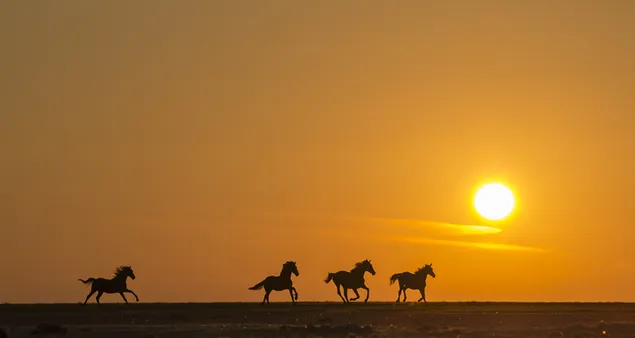 Paardsilhouetten die op onverharde grond in zonlicht lopen HD achtergrond