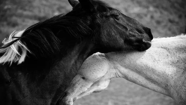 Horses Black & White download