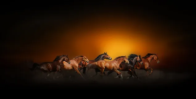 Paarden galopperen in de zonsondergang HD achtergrond