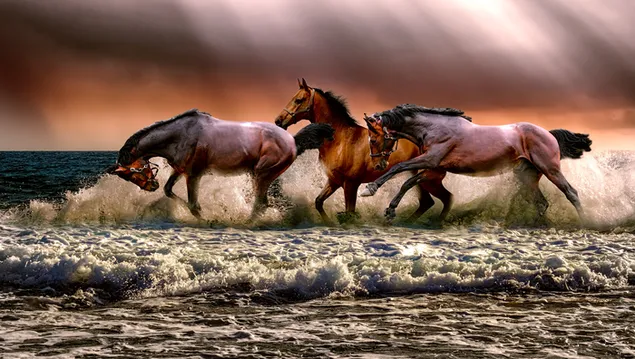 paarden in de golven 4K achtergrond