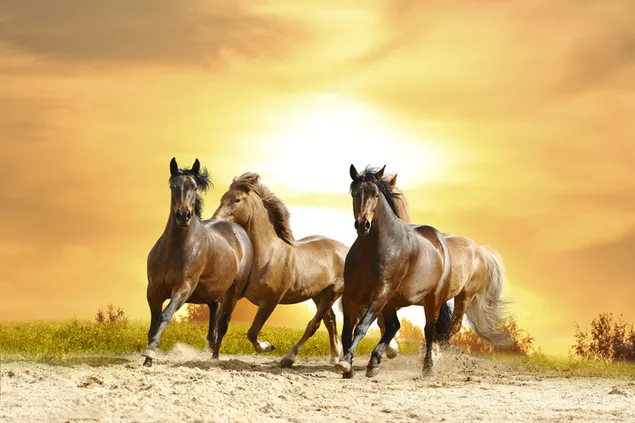 Paarden rennen op zand onder zon en gele lucht