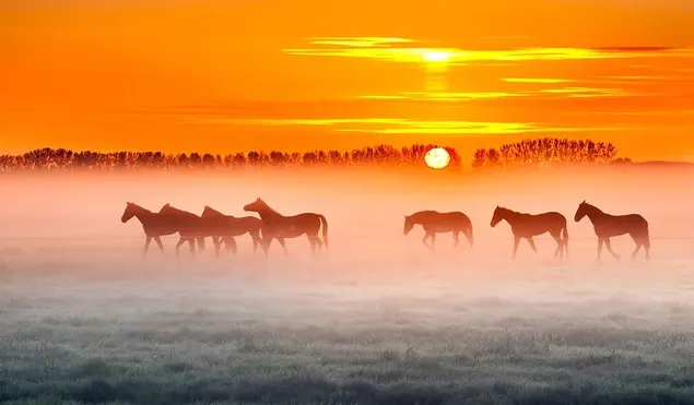 Pferde, die in der Landschaft der roten Sonnenstrahlen spazieren gehen, die hinter den Bäumen aufgehen 4K Hintergrundbild