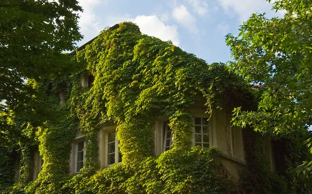 Shtëpi në gjelbërim HD sfond