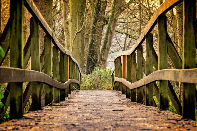 houten brug in het bos