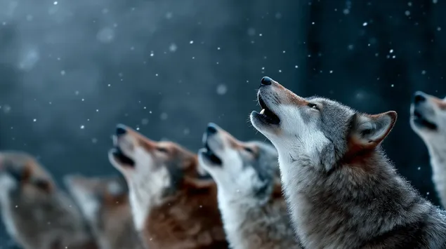 Hình nền Tiếng Sói Hú Trong Cảnh Tuyết 2K