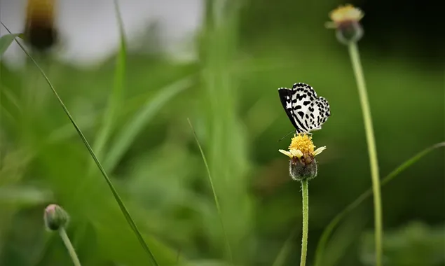 花の上の小さな蝶