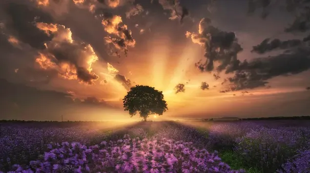 花畑の真ん中で木の後ろに昇る太陽の光が雲に向かって届く