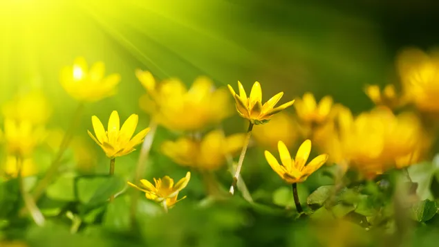 黄色い花の牧草地