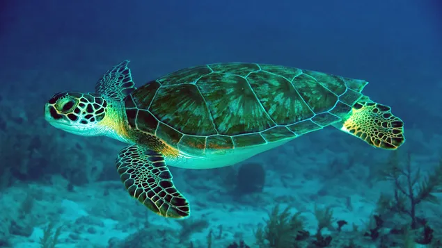 Enorme zeeschildpad 4K achtergrond