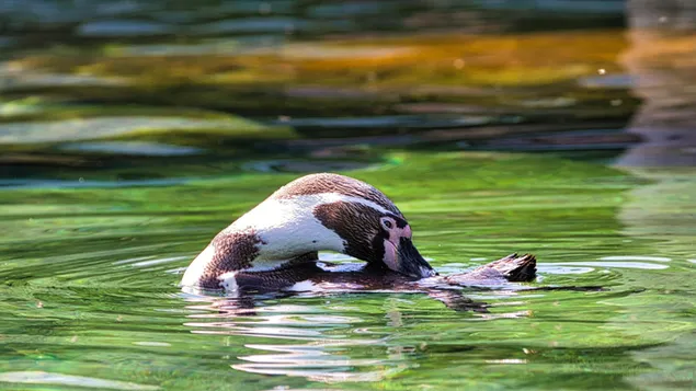 Piao Fu Zai Hu Zhong De Hong Bao Qi E Xia Zai