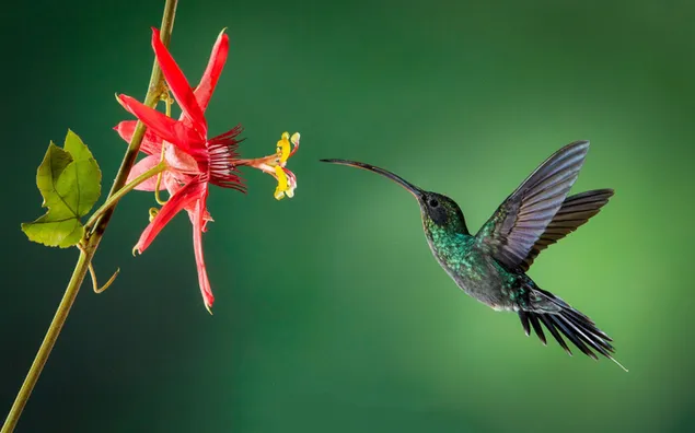 Kolibri im Regenwald herunterladen