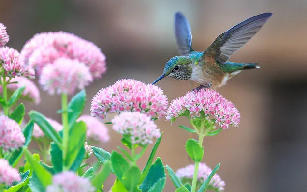 Kolibries en roze bloemen