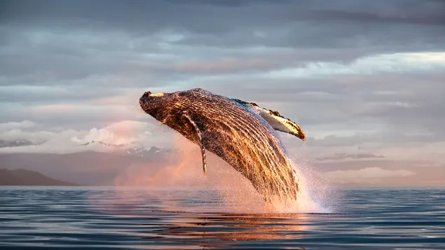 Морська істота горбатий кит завантажити