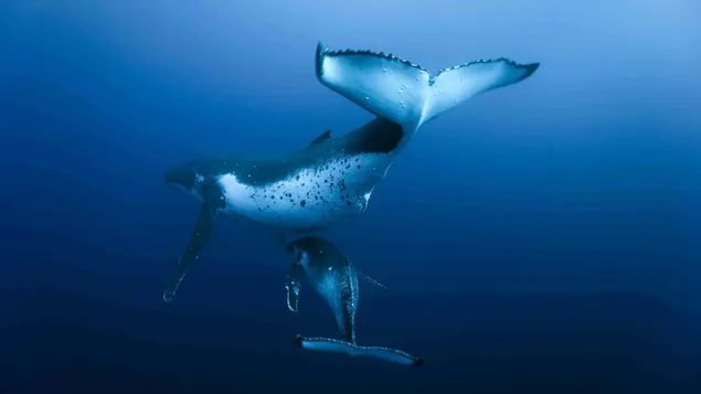 Cá voi lưng gù tải xuống