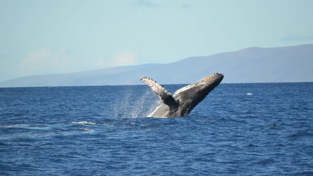 水から飛び出すザトウクジラ 4K 壁紙