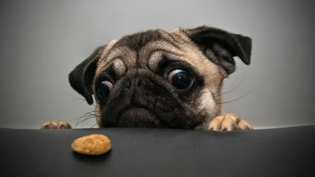 空腹のかわいい大きな目のペットの犬