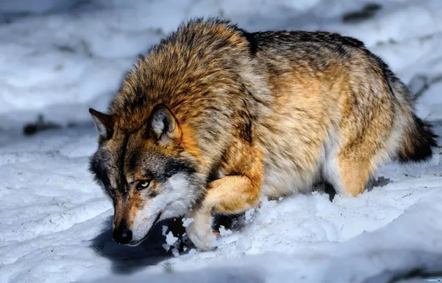 Шпалери Підкрадається голодний вовк 4K