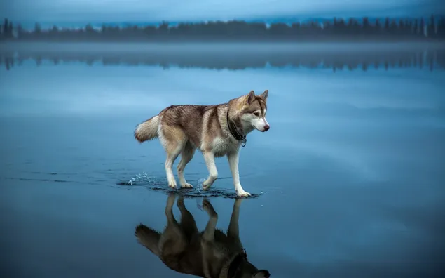 Husky siberiano marrón en el cuerpo de agua