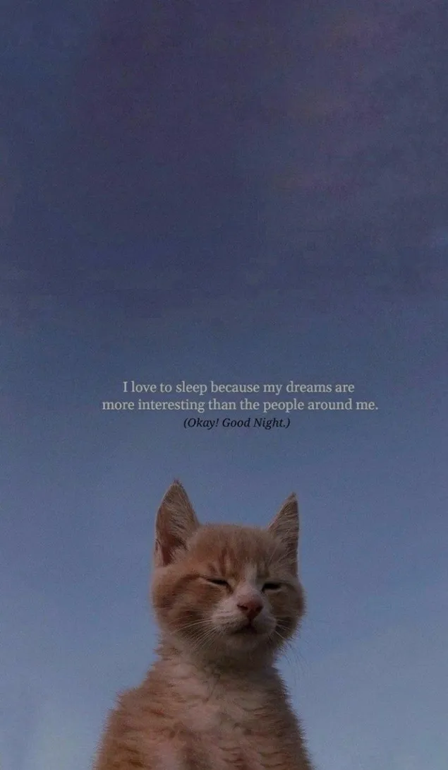 Hình nền Tôi thích ngủ vì giấc mơ của tôi thú vị hơn những người xung quanh tôi. HD