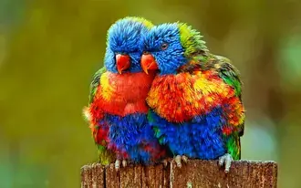 緑の背景をぼかした写真の前の木の上に立っている 2 羽のかわいい鳥の画像 2K 壁紙