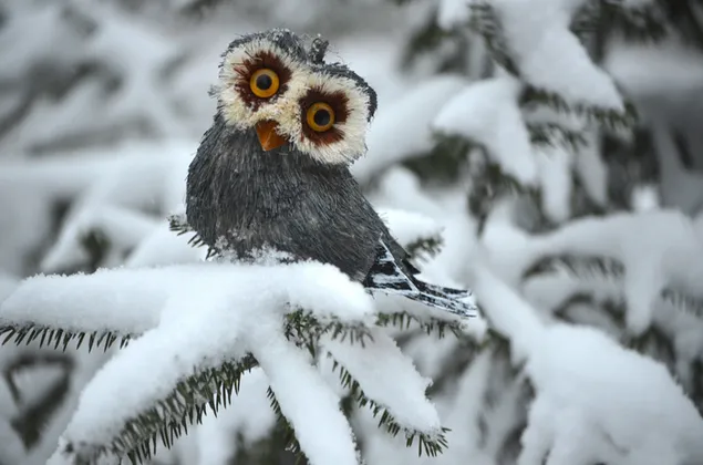 Imagen de un lindo búho de ojos buenos en una rama nevada de coníferas en invierno