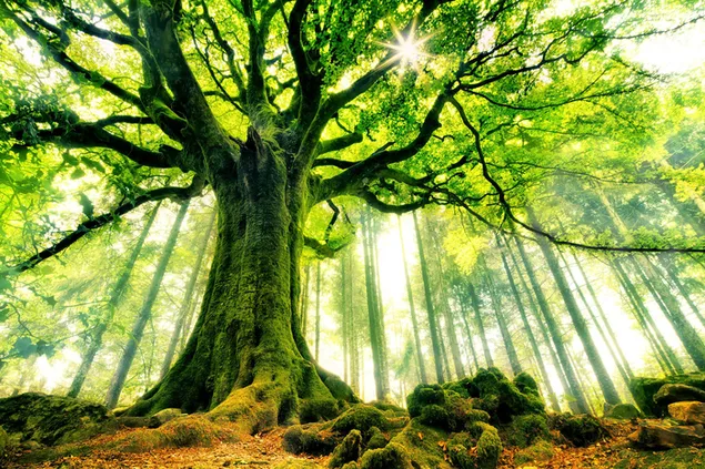 Imposanter mehrjähriger Baum mit moosbewachsenen Wurzeln und Stamm, durch dessen Äste und Blätter Tageslicht sickert