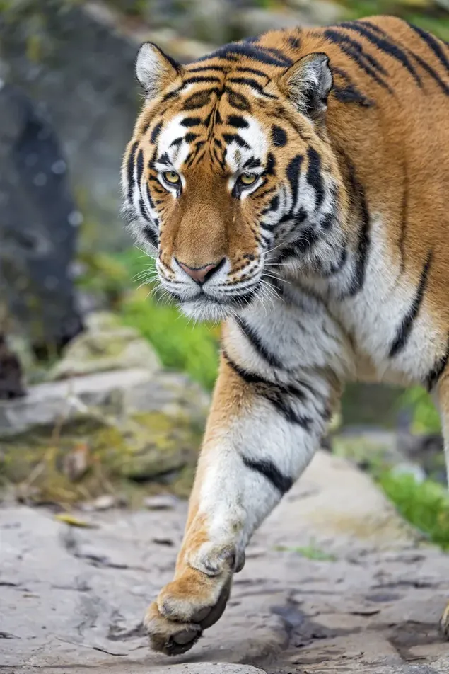 Imposing animal tiger on stone ground 2K wallpaper download